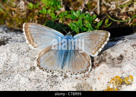 Männliche Chalkhill Blue Butterfly (Polyommatus Coridon) Stockfoto