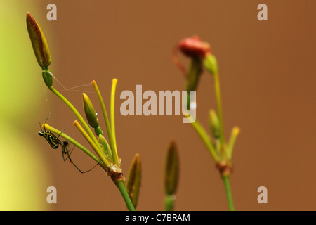 Spinne und Natur Stockfoto