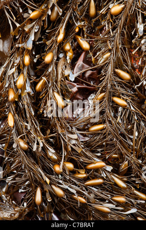 Giant Kelp, Salt Creek Recreation Area, Clallam County, Washington, USA Stockfoto