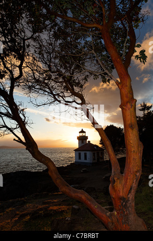 Lime Kiln Point Lighthouse umrahmt von Pacific Madrone, Lime Kiln Point State Park, San Juan Island, Washington, USA Stockfoto