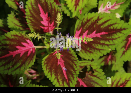 Farbe der Natur Stockfoto