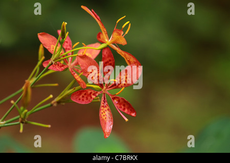 Rote Blumen Stockfoto