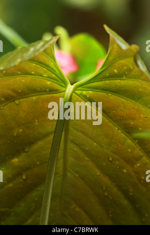 Wassertropfen auf dem Blatt Stockfoto