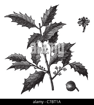 Amerikanische Stechpalme, Vintage Gravur. Alten graviert Illustration der amerikanische Stechpalme, Beeren und Blumen isoliert auf einem weißen Hintergrund. Stockfoto