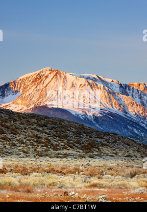 Verschneite Nordosten Gesicht Mount Holz über Wüste Salbei Pinsel, östlichen Sierras, Mono Basin National Forest Scenic Area, Kalifornien Stockfoto