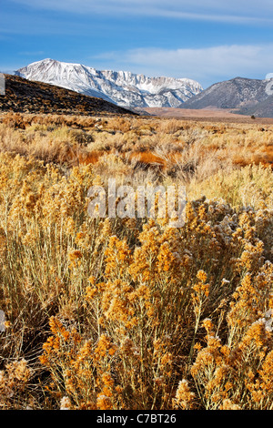 Mount Holz und Parker Peak oben Wüste Salbei Pinsel, östlichen Sierras, Mono Basin National Forest Scenic Area, Kalifornien Stockfoto