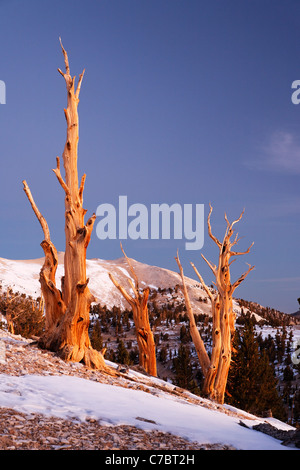 Bristlecone Pines und weißen Bergen kurz vor Sonnenaufgang, Inyo National Forest, White Mountains, Kalifornien, USA Stockfoto