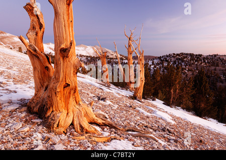 Bristlecone Pines und weißen Bergen kurz vor Sonnenaufgang, Inyo National Forest, White Mountains, Kalifornien, USA Stockfoto