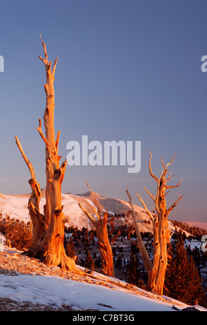 Bristlecone Pines und weißen Berge bei Sonnenaufgang, Inyo National Forest, White Mountains, Kalifornien, USA Stockfoto