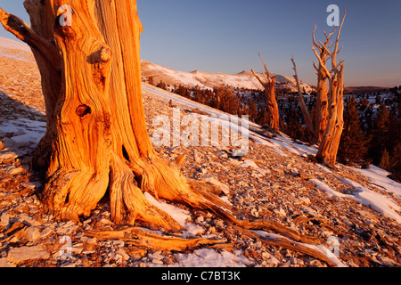 Bristlecone Pines und weißen Berge bei Sonnenaufgang, Inyo National Forest, White Mountains, Kalifornien, USA Stockfoto