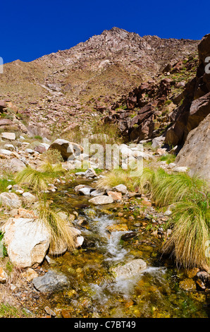 Stream in Borrego Palm Canyon, Anza-Borrego Desert State Park, Kalifornien USA Stockfoto