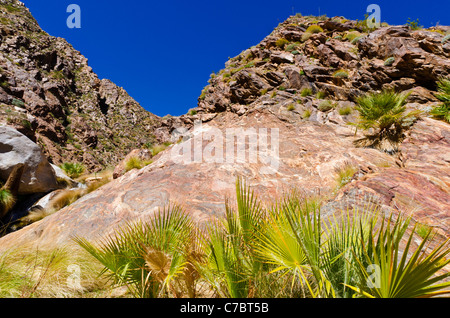 Stream in Borrego Palm Canyon, Anza-Borrego Desert State Park, Kalifornien USA Stockfoto