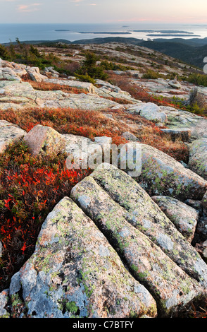 Herbstfarben inmitten Granit Fels zum Gipfel des Cadillac Mountain bei Sonnenuntergang, Mount Desert Island Acadia National Park, Maine Stockfoto