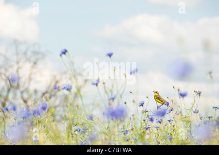 Kleiner Vogel Bachstelze in wilden Kornblumen, Ukraine. Selektiven Fokus auf den Vogel. Stockfoto