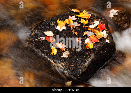 Bunte gefallene Herbstlaub ruht auf Felsen im Acadia National Park Stream, Mount Desert Island, Maine, USA Stockfoto