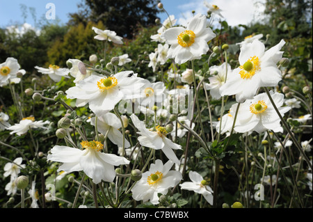 Anemone X hybrida 'Honorine Jobert' blühende Pflanzen Stockfoto