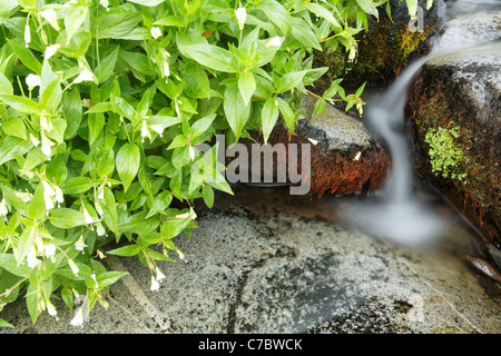 Bach fließt neben gemeinsamen Monkeyflower, Paradise Valley, Mount-Rainier-Nationalpark, Washington, USA Stockfoto