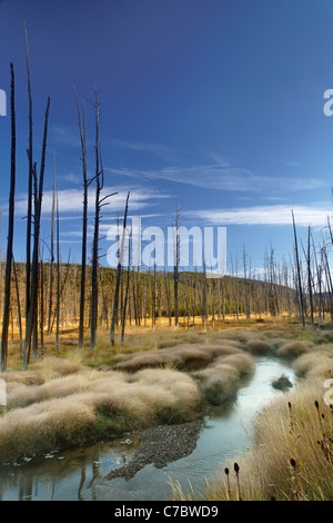 Obsidian-Bach fließt durch einen nebligen Wiese und tote Bäume im Herbst, Yellowstone-Nationalpark, Wyoming, USA Stockfoto