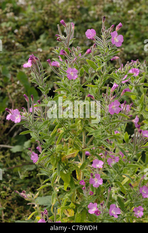 Großen Weidenröschen (Epilobium Hirsutum) blühende Pflanze Stockfoto