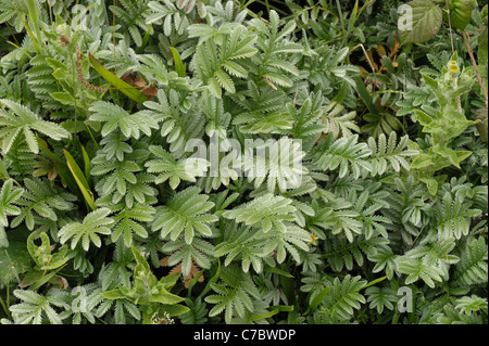 Blätter der Silverweed Pflanzen (Potentilla heisses) am Chesil Beach an der Küste von Dorset Stockfoto