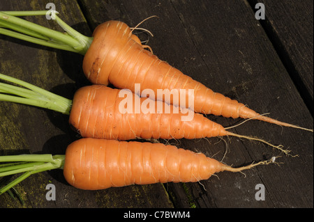Reife Garten Container gewachsen Karotten Stockfoto