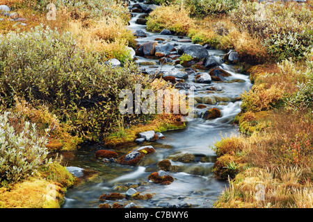 Kleiner Bach (Paradies Fluss) durchfließt Almwiese, Mazama Ridge, Mount-Rainier-Nationalpark, Washington, USA Stockfoto