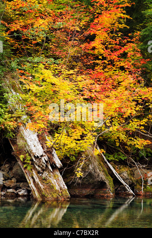 Rebe Ahorne und faulenden Baumstämmen am Rande des Flusses Ohanapecosh, Mount-Rainier-Nationalpark, Washington Stockfoto