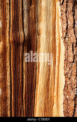 Detail der Bristlecone Kiefer Rinde, Inyo National Forest, White Mountains, Kalifornien, USA