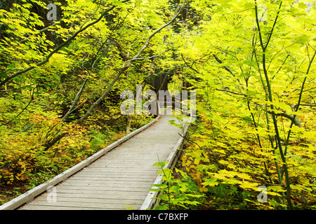 Promenade-Trail durch den Herbst farbige Rebe Ahorn, Grove des Patriarchen Trail, Mount-Rainier-Nationalpark, Washington, USA Stockfoto