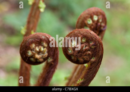 Baumfarn (Dicksonia Antarctica). Keimhaft Wedel. Baum rechtlich Imorted aus Victoria, Australien und verkauft in Großbritannien. Stockfoto