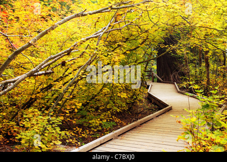 Promenade-Trail durch den Herbst farbige Rebe Ahorn, Grove des Patriarchen Trail, Mount-Rainier-Nationalpark, Washington, USA Stockfoto