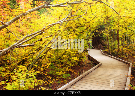 Promenade-Trail durch den Herbst farbige Rebe Ahorn, Grove des Patriarchen Trail, Mount-Rainier-Nationalpark, Washington, USA Stockfoto