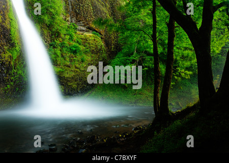 Schachtelhalm fällt, Columbia River Gorge National Scenic Area, Oregon, USA Stockfoto