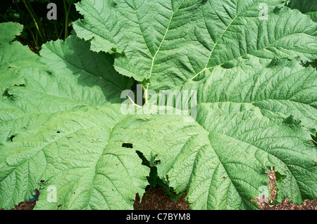 Blatt des riesigen Rhabarber oder Gunnera Manicata Wisley Woking Surrey UK Stockfoto