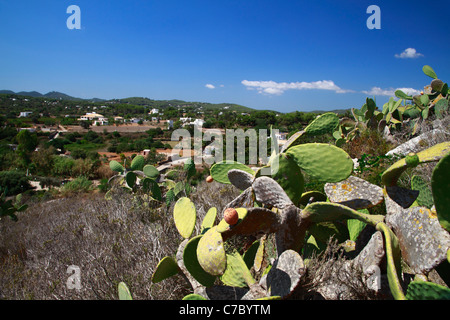 Stachelige Birne über Santa Eulalia, Ibiza, Spanien. Stockfoto