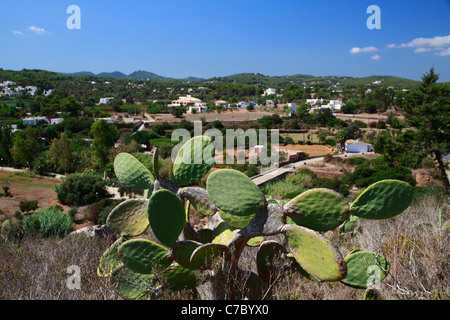 Stachelige Birne über Santa Eulalia, Ibiza, Spanien. Stockfoto