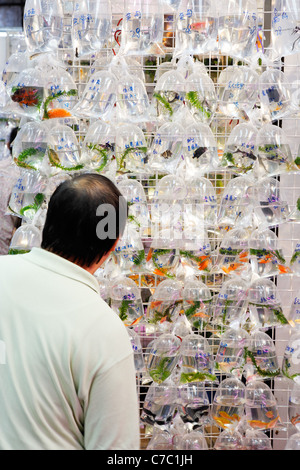 Mann sucht bei Taschen von Goldfischen an Wand, Goldfish Market, Mong Kok, Kowloon, Hong Kong SAR, China, Asien Stockfoto