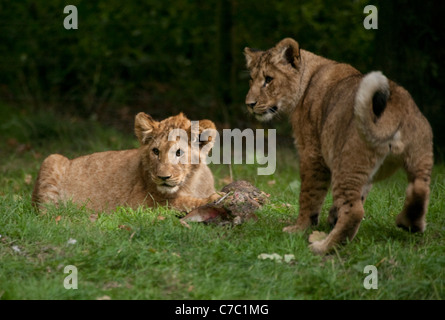 Löwenbabys Panthera Leo Löwenjunges tun was Löwen tun am besten, Verlegung auf dem Rasen ausruhen und spielen zwischen den Mahlzeiten Stockfoto
