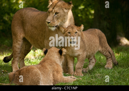 Löwin mit Löwenbabys Panthera Leo tut was Löwen am besten tun, Verlegung auf dem Rasen zwischen den Mahlzeiten ausruhen Stockfoto