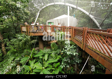 Erhöhten Laufsteg über Baumkronen Edward Youde Aviary, Hong Kong Park, Hong Kong SAR, Volksrepublik China, Asien Stockfoto