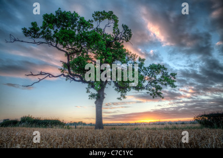 Ein einzelner Baum mit Blick auf den Sonnenaufgang in eine Feldgrenze Weizen. Stockfoto