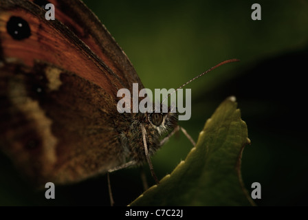 Gatekeeper-Schmetterling Stockfoto