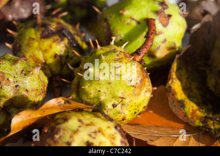 Rosskastanie Samen oder Conkers  Aesculus hippocastanum Stockfoto