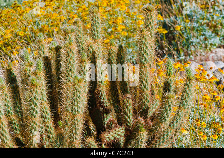 Cholla und Brittlebush, Anza-Borrego Desert State Park, Kalifornien USA Stockfoto