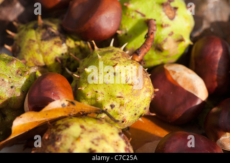 Horsechestnut Samen oder Conkers. Aesculus hippocastanum Stockfoto