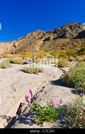 Wüste Lupine in den Coyote Bergen, Anza-Borrego Desert State Park, Kalifornien USA Stockfoto