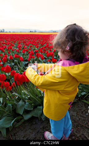Mädchen fotografieren Bereich der Tulpen, Skagit Valley, Washington, USA Stockfoto