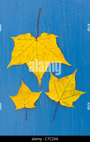 Acer Capp aureum verlässt. Japanische Ahornblätter Muster auf blauem Holz Stockfoto