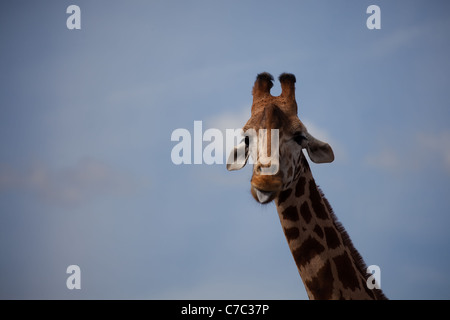 Giraffe Kopf ragte Zunge aus gegen den blauen Himmel Stockfoto