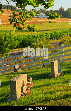 Ein Feld von Mais auf einem Bauernhof in der Nähe von Swoope im Shenandoah Valley, Virginia, USA Stockfoto